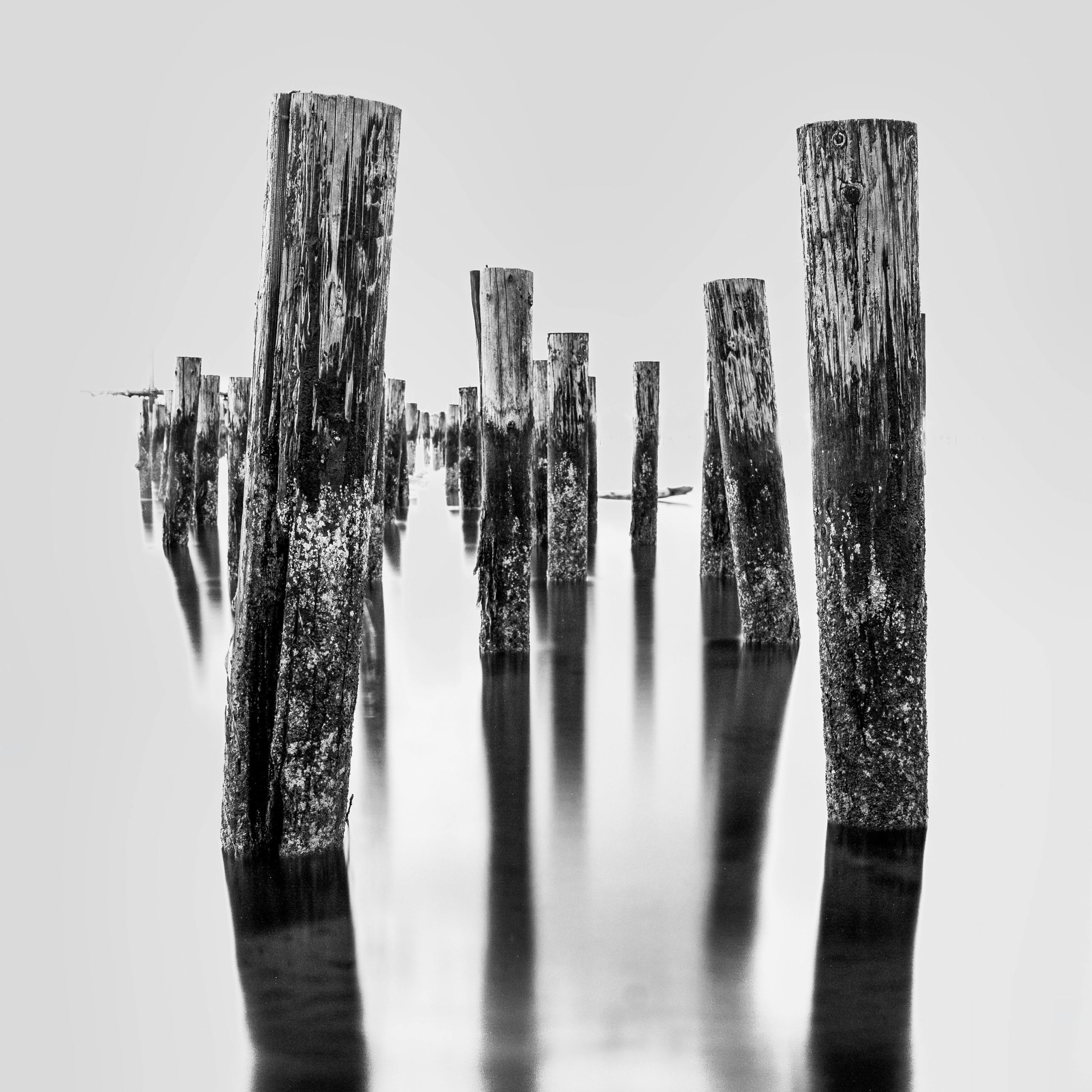 Eerie black and white image of wooden piles submerged in still water, creating reflections.